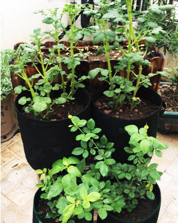 Perfect Potato Plant Grow Bags – Stuffible